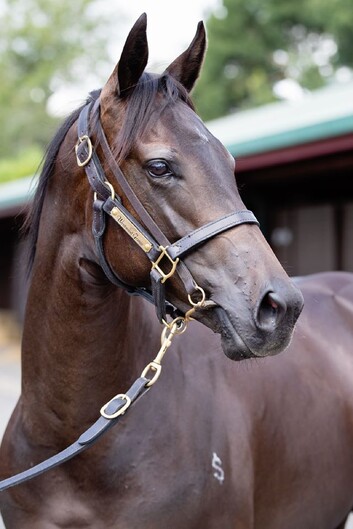 LOT 960 TIVACI ex WILL SHE FILLY