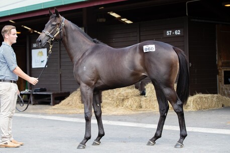 LOT 960 TIVACI ex WILL SHE FILLY